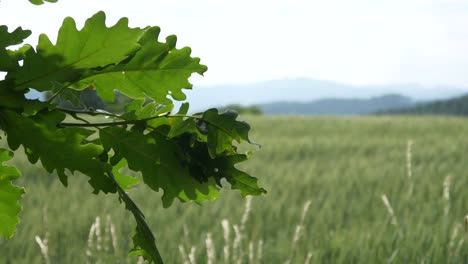Grünes-Korn-Im-Wind-Mit-Blättern-Vorne