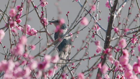 Brown-eared-Bulbul-Feeding-From-The-Pink-Flowers-Of-A-Plum-Tree-Near-Tokyo,-Japan-At-Daytime---close-up