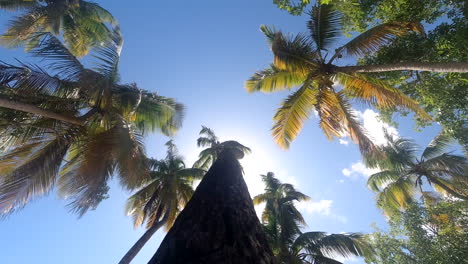 Coconut-trees-under-a-bright-blue-sky--time-lapse