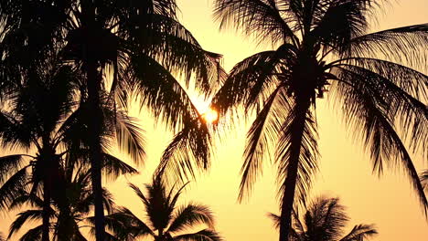 Golden-sunset-through-palm-tree-branches