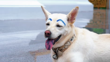 Close-Up-Of-A-Dog-With-Funny-Blue-Eyebrows-Sticking-Its-Tongue-Out-In-Bangkok,-Thailand---high-angle