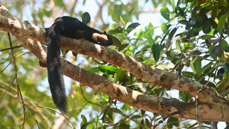 Schwarzes-Riesenhörnchen-Oder-Malaiisches-Riesenhörnchen,-Ratufa-Bicolor,-Khao-Yai-Nationalpark,-Thailand