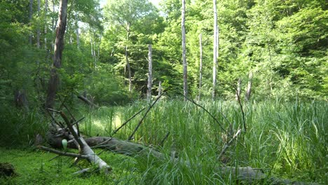 Feuchtgebiet-Mit-Hohem-Gras-Und-Totholz