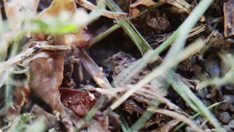 Close-up-view-of-ants-moving-on-the-grass