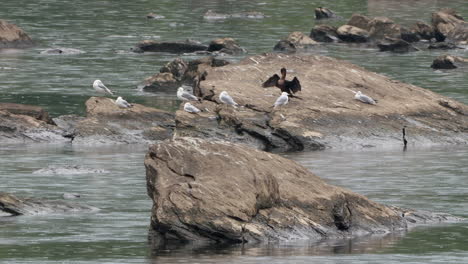 A-flock-of-seagulls-sitting-on-some-rocks-in-a-river-during-a-rainstorm