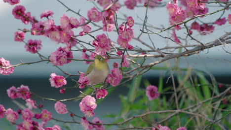 Trillernder-Weißäugiger-Vogel,-Der-Nektar-Aus-Blühenden-Rosa-Blüten-Eines-Pflaumenbaums-Saugt,-Fliegt-Davon