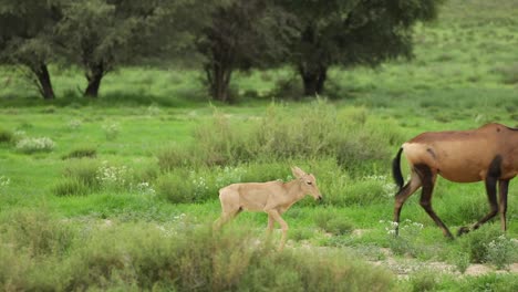 Wide-shot-of-a-female-Red-Hartebeest-and-her-calf-standing-gin-the-green-landscape-of-the-Kgalagadi-Transfrontier-Park-before-walking-out-the-frame