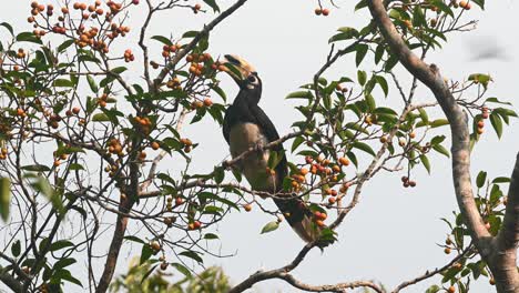 Oriental-Pied-Hornbill-feeding-on-fruits,-Anthracoceros-albirostris,-Khao-Yai-National-Park,-Thailand