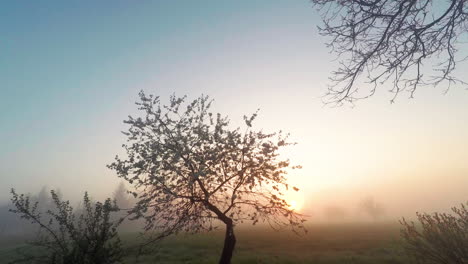 Sonnenaufgang-Hinter-Einem-Kirschbaum-In-Der-Polnischen-Landschaft---Gopro-Zeitraffer