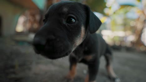 Adorable-black-and-brown-puppy-playing-with-the-camera,-wide-angle-lens