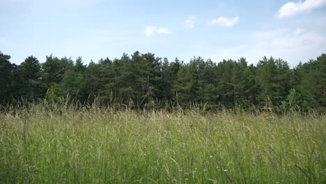 Meadow-in-the-wind-in-slowmotion-trees-and-blue-sky