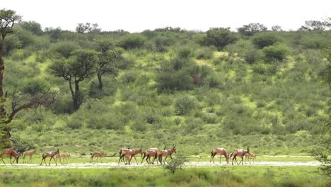 Extreme-wide-shot-of-a-herd-of-Red-Hartebeest-moving-through-the-frame-with-a-green-hill-in-the-background,-Kgalagadi-Transfrontier-Park