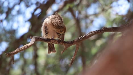 Close-full-body-shot-of-a-Sociable-Weaver-sitting-on-a-branch-and-cleaning-its-feathers,-Kgalagadi-Transfrontier-Park