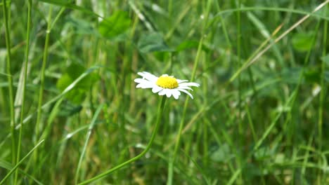 One-small-Daisy-flower-is-standing-allone-in-the-Meadow
