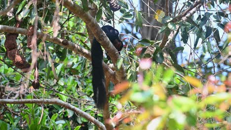 Black-Giant-Squirrel-or-Malayan-Giant-Squirrel,-Ratufa-bicolor,-Khao-Yai-National-Park,-Thailand
