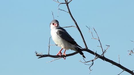 Ganzkörperaufnahme-Eines-Zwergfalken,-Der-Auf-Einem-Toten-Ast-Thront,-Kgalagadi-Transfrontier-Park