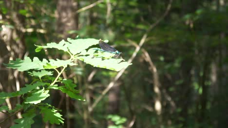 Dragonfly-is-sitting-on-a-green-leaf