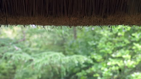 Rain-drops-dripping-from-thatched-roof-seen-from-inside-forest-cottage