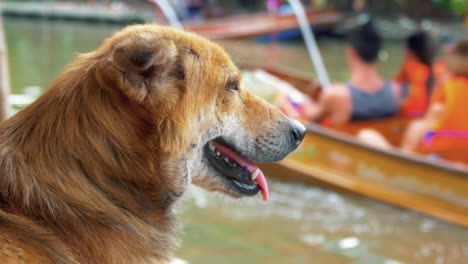 Süßer-Brauner-Hund-Am-Fluss-In-Der-Nähe-Von-Bangkok,-Thailand---Nahaufnahme
