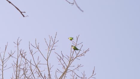 Pair-of-parrots-perched-on-the-branches-of-a-tree-without-leaves