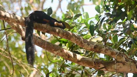 Black-Giant-Squirrel-or-Malayan-Giant-Squirrel,-Ratufa-bicolor,-Khao-Yai-National-Park,-Thailand