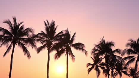 Low-angle-of-palm-trees-silhouette-at-sunset