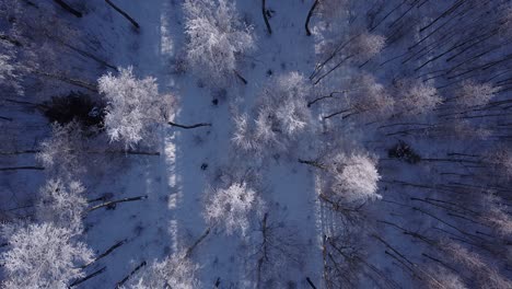 Saisonaler-Wald-Im-Winter-Nordeuropa-Bedeckt-Mit-Frostiger-Sonniger-Tageslichtluftaufnahme