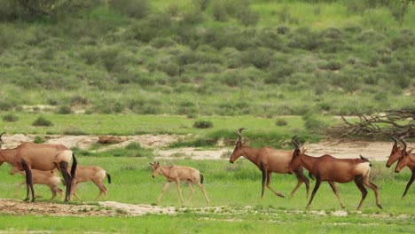 Wide-shot-of-a-herd-of-Red-Hartebeests-with-their-young-calves-passing-through-the-frame,-Kgalagadi-Transfrontier-Park