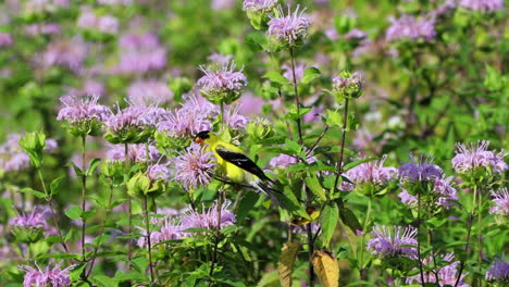 A-male-American-Goldfinch-sitting-in-a-patch-of-purple-wildflowers-on-a-beautiful-summer-day