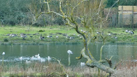 Seagulls,-Ducks,-Geese,-and-other-birds-at-a-pond,-England