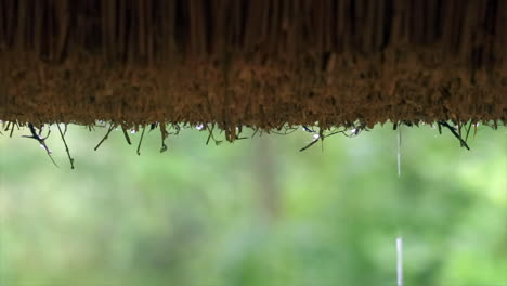 Rain-dripping-from-thatched-roof,-green-background,-medium-shot-from-inside-house