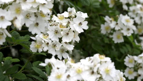 Ein-Blühender-Rosenstrauch-Mit-Mehreren-Blumen-Im-Frühjahr