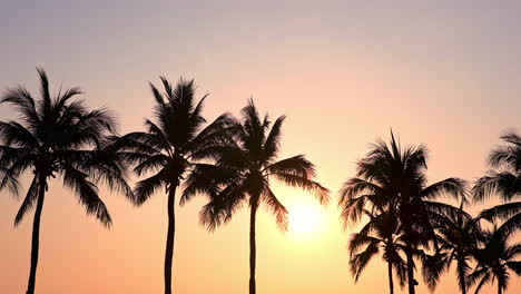 Filmische-Palmensilhouette-Auf-Violettem-Sonnenuntergang