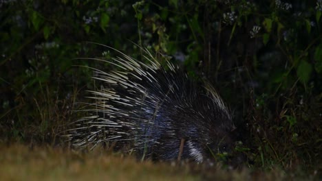 Malayan-Porcupine-feeding-at-the-edge-of-the-forest-in-the-middle-of-the-night