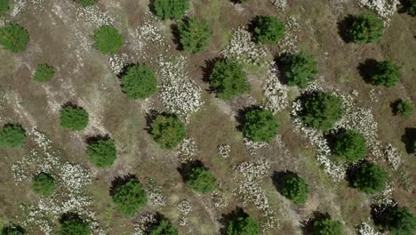 Top-down-of-young-pine-trees-in-rows,-reforestation-plot-from-above,-forestry