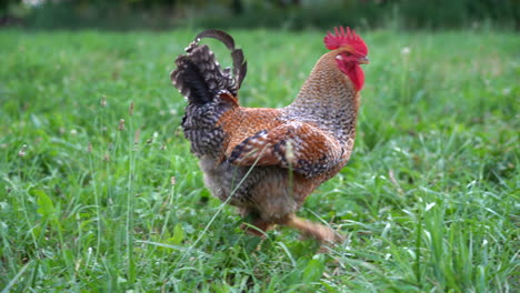 A-rooster-strutting-around-in-the-pasture-at-the-farm
