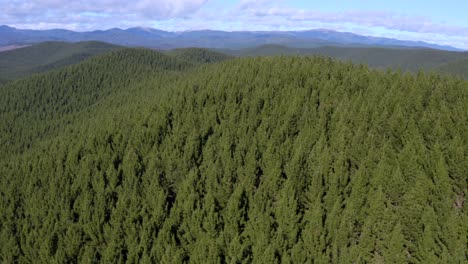 Massive-evergreen-pine-forest-in-mountainous-landscape,-reforestation