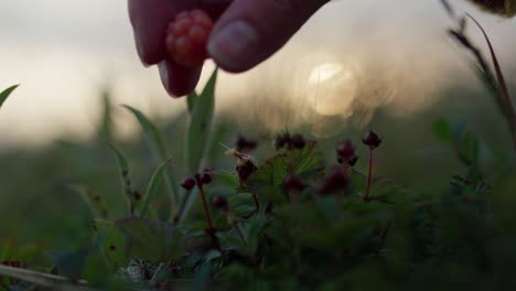 Hand-Picking-Ripe-Cloudberry-On-Field-With-Bokeh-Background-In-Norway