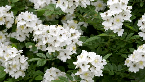 Un-Floreciente-Rosal-De-Múltiples-Flores-En-Primavera
