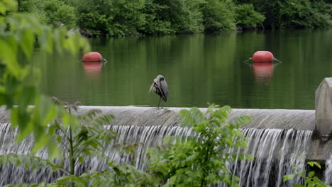 A-grey-heron-sitting-on-a-dam-and-preening-its-feathers
