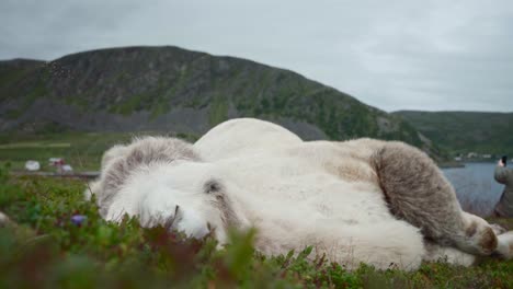 White-Camel-Lying-And-Sleeping-On-Meadow-In-Norway