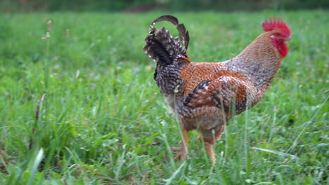 A-rooster-wandering-around-in-the-green-grass-in-the-pasture