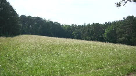 Meadow-in-the-wind-in-slowmotion-with-trees-and-blue-sky