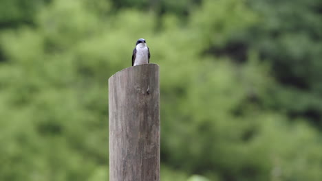 A-tree-swallow-sitting-on-a-fence-post-surveying-the-world