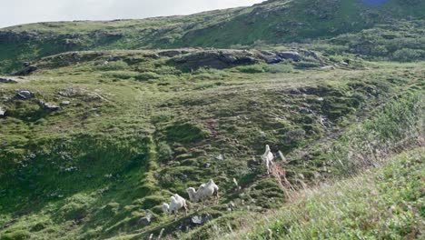 Herd-Of-White-Arctic-Camels-Walks-Down-On-Mountain-Hill-In-Norway
