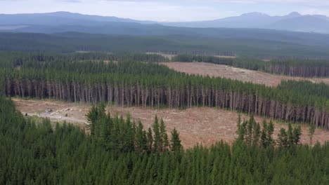 Aerial-of-forestry-development-with-plots-of-cut-down-trees-in-evergreen-forest