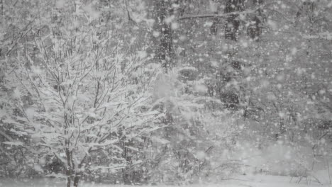Large-fluffy-snowflakes-fall-in-slow-motion-in-a-wooded-winter-landscape