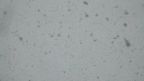 Large-fluffy-snowflakes-fall-from-the-sky-in-slow-motion