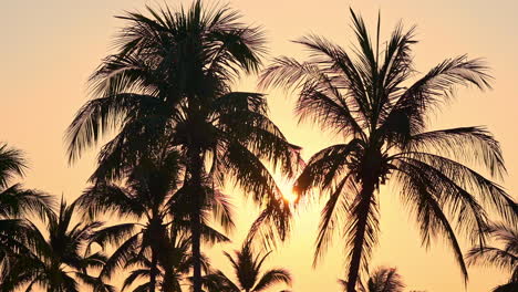 Silhouettierte-Tropische-Palmen-Mit-Goldenem-Sonnenunterganghimmelhintergrund