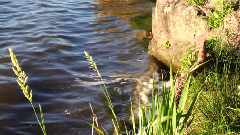 Wasser,-Das-An-Einigen-Felsen-Entlang-Des-Ufers-Eines-Sees-Schwappt